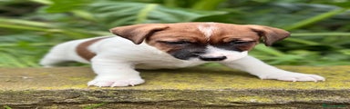 Jack Russell Terrier Cachorro 1