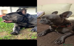 Bulldog Francés perros en venta: Bulldog francés  en León - Imagen 4