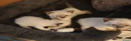 Siamés gatos en venta: GATITOS SIAMESES - Anuncio 3