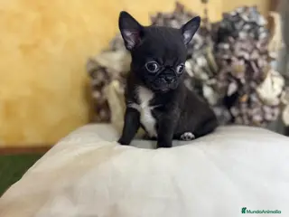 Chihuahua perros Chihuahuas líneas rusas muy bonitos!! - Anuncio 1