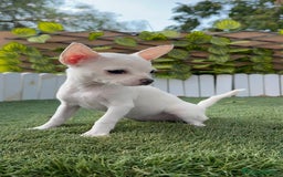 Chihuahua perros en venta: CHIHUAHUA HEMBRA BLANCA - Imagen 1