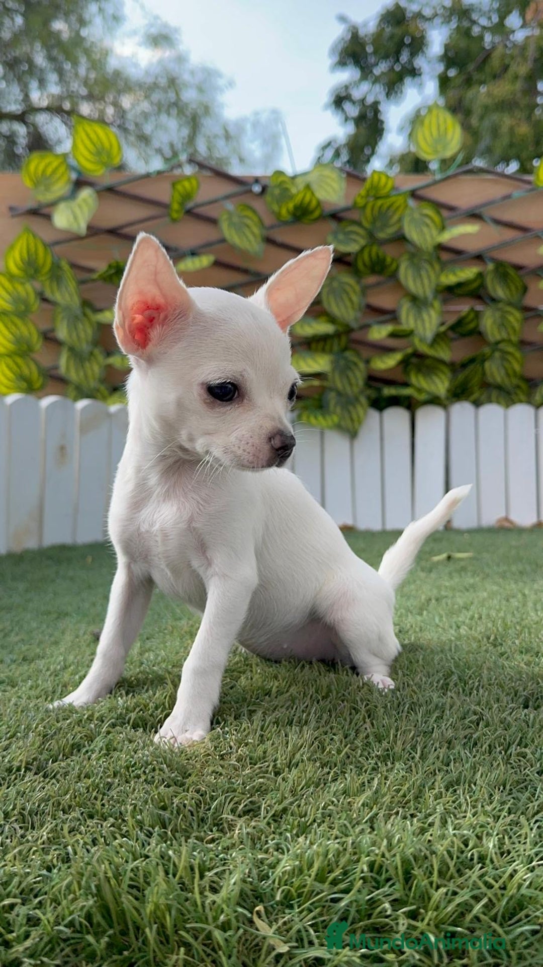 Chihuahua perros en venta: CHIHUAHUA HEMBRA BLANCA - Imagen 1