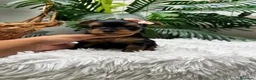 Yorkshire Terrier perros en venta: YORKSHIRE TERRIER HEMBRAS - Anuncio 35