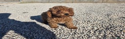 Caniche Toy perros en venta: Cachorritas Caniches toy rojas hembras - Anuncio 2
