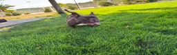 American Bully perros en venta: CACHORRITAS AMERICAN BULLY MICRO 7 MESES  en Madrid - Anuncio 7