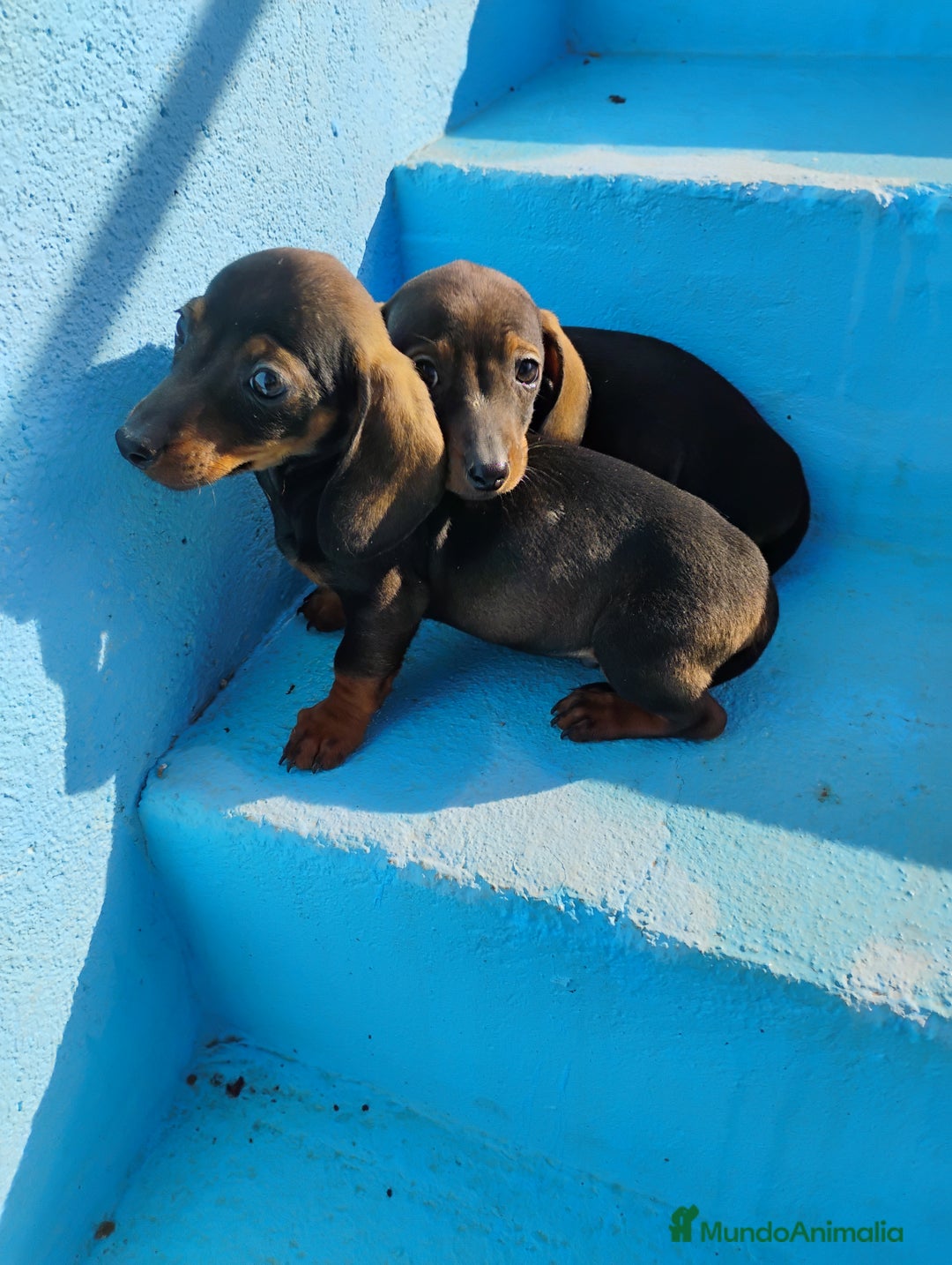 Teckel Miniatura perros en venta: Machos teckel miniatura pelo corto  - Anuncio 8