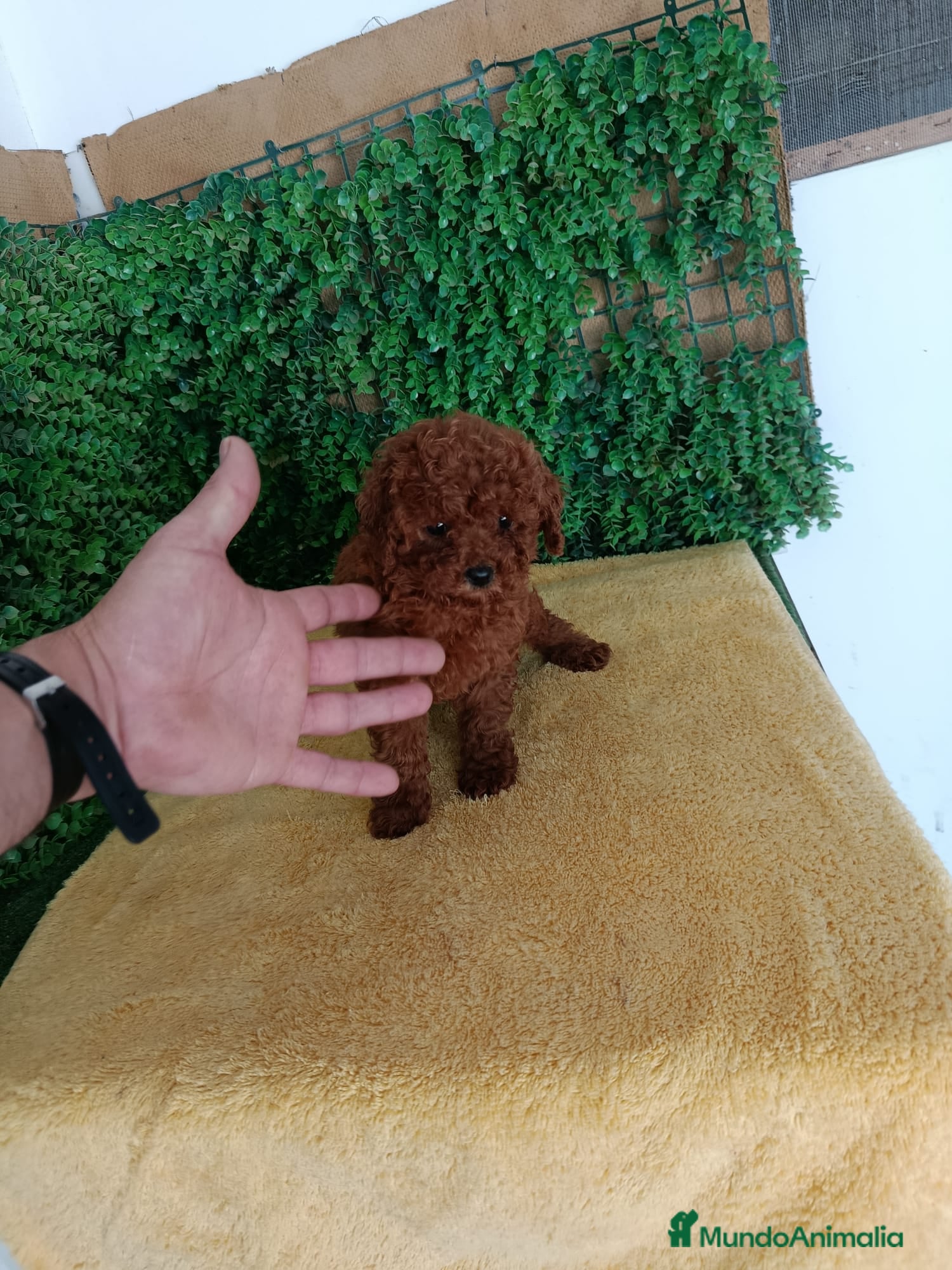 Caniche Toy perros PRECIOSOS CANICHE  ROJO LINEA TOY  - Anuncio 1