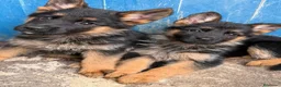 Pastor Alemán perros en venta: Cachorros pastor alemán Pedigree excelente  - Anuncio 7