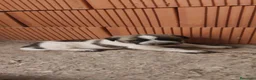 Mastín Español perros en venta: Mastín Español  - Anuncio 12