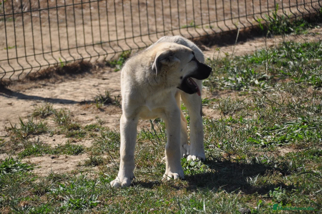 Mastín Español perros en venta: Mastín Español Autóctono ganadero - Anuncio 1
