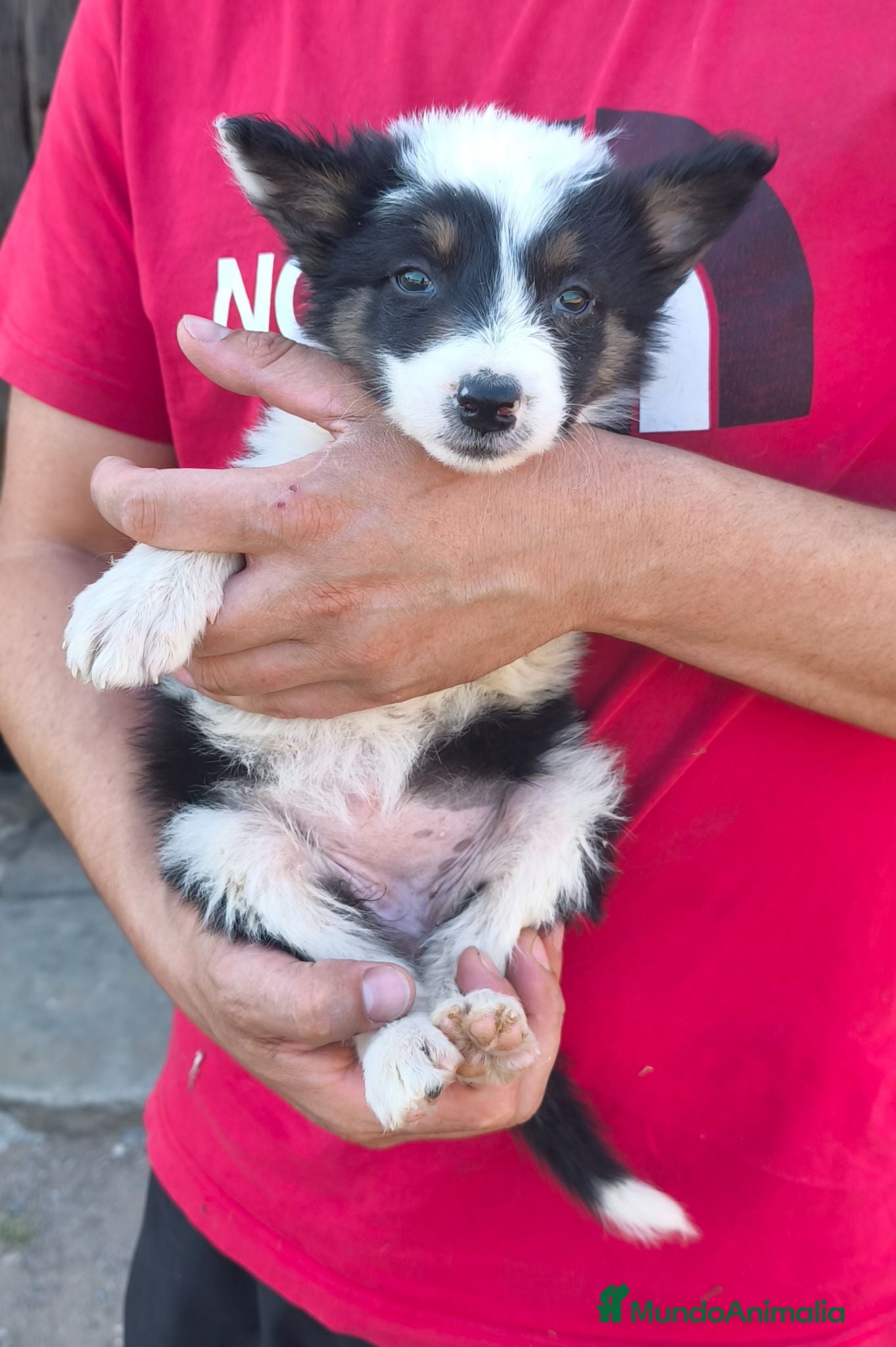 Border Collie perros Cachorra border collie sorda, 100€ - Anuncio 1