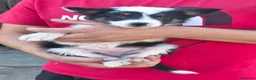 Border Collie perros en venta: Cachorra border collie sorda, 100€ - Anuncio 1