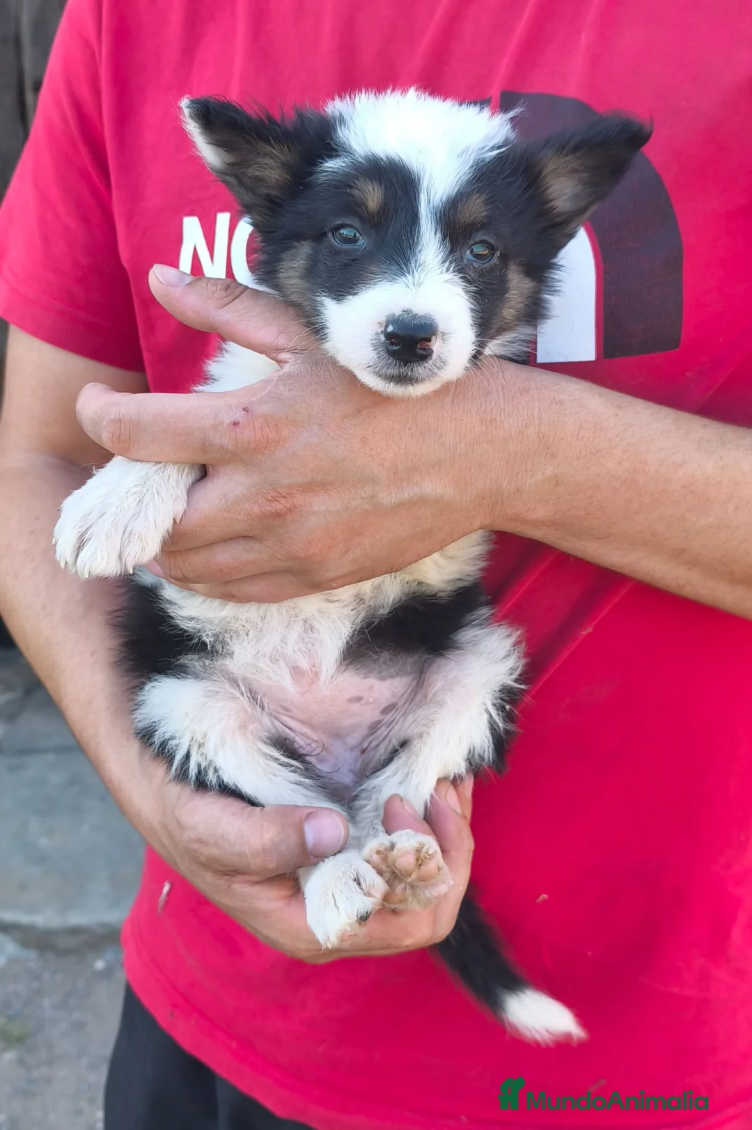 Border Collie perros en venta: Cachorra border collie sorda, 100€ - Anuncio 1