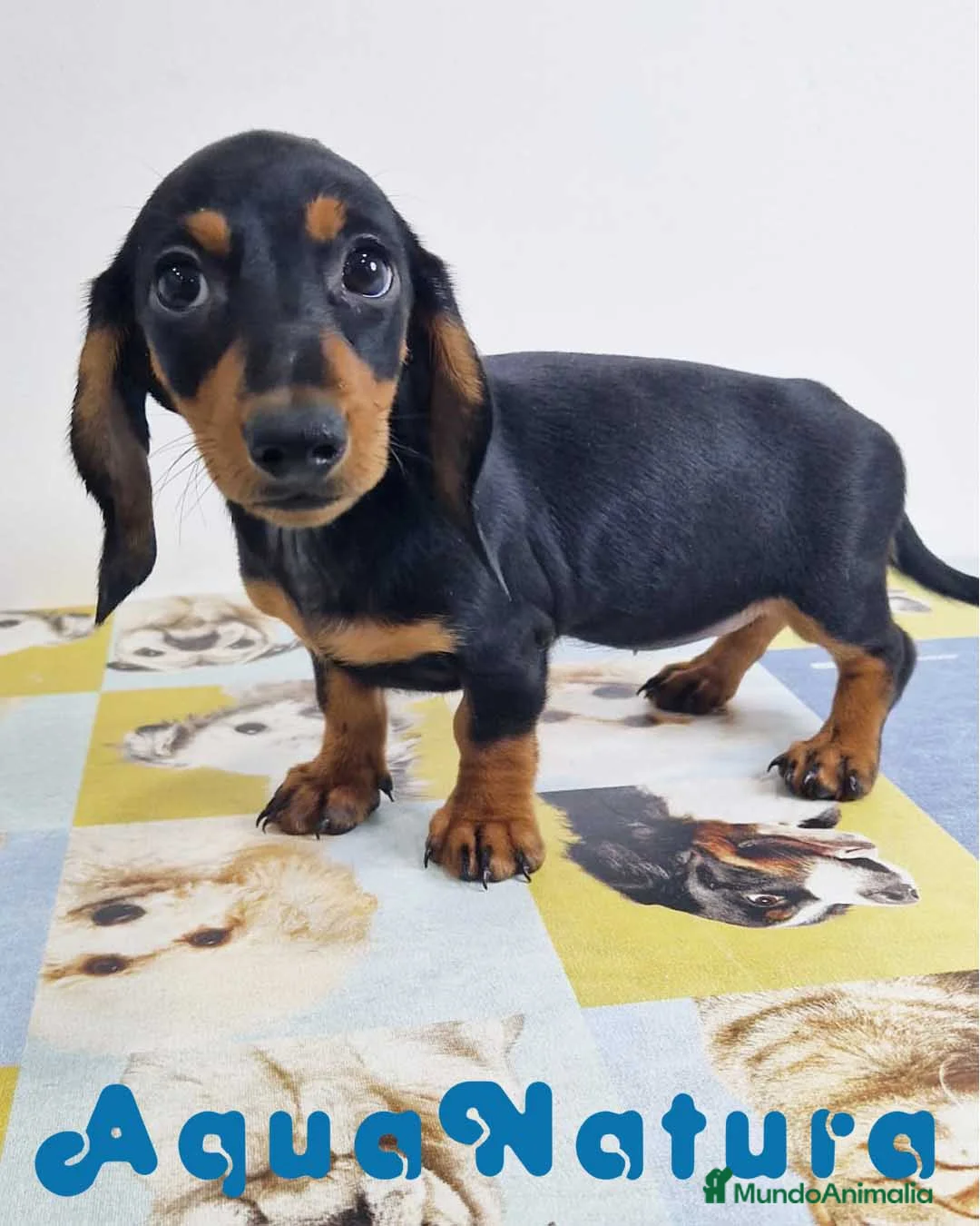 Teckel perros en venta: Teckel Hembra 0052 - AQUANATURA en Barcelona - Anuncio 8