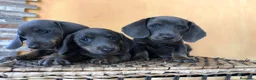 Teckel Miniatura perros en venta: Teckel mini blue - Anuncio 1