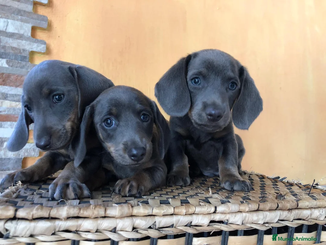 Teckel Miniatura perros en venta: Teckel mini blue - Anuncio 1