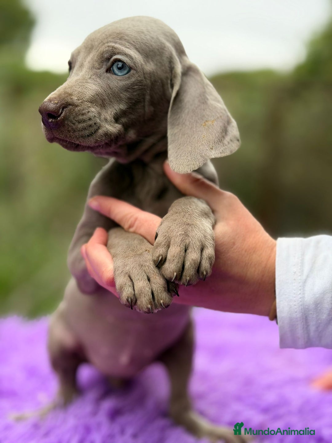 Weimaraner perros en venta: Braco de weimar hembra - Anuncio 8