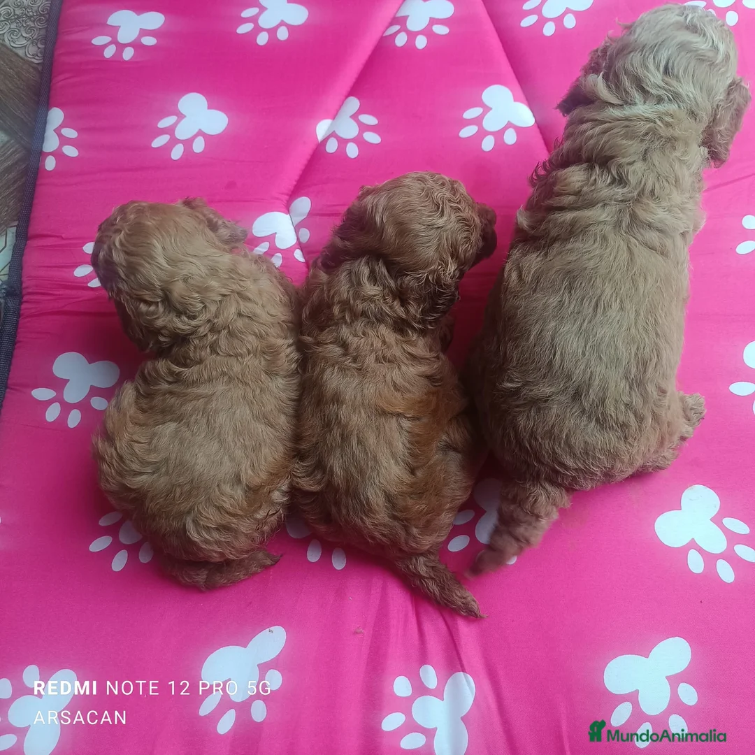 Caniche Toy perros en venta: Caniche toy Rojos y apricot - Anuncio 8