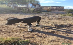 Border Collie perros en venta: Últimos border collie disponibles - Imagen 13