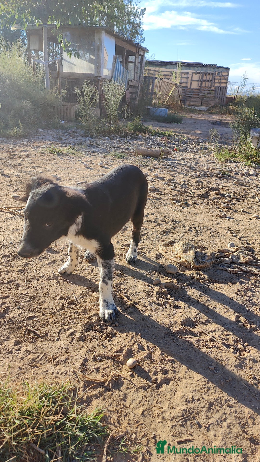 Border Collie perros en venta: Últimos border collie disponibles - Imagen 13