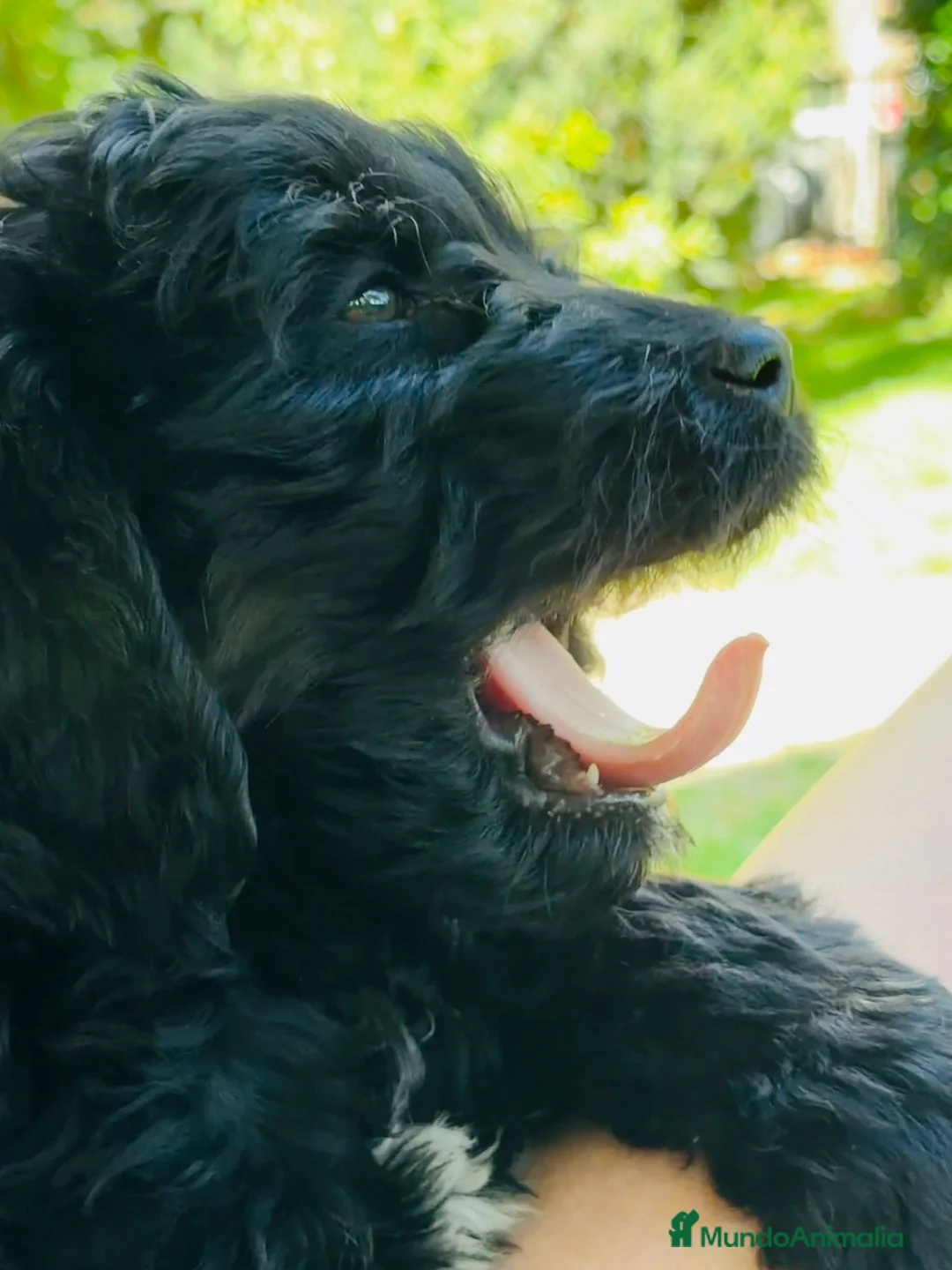 Goldendoodle perros en venta: Goldendoodle Multigeneracion - Anuncio 2