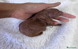 Caniche Toy perros en venta: CANICHE TOY HEMBRA - Imagen 6