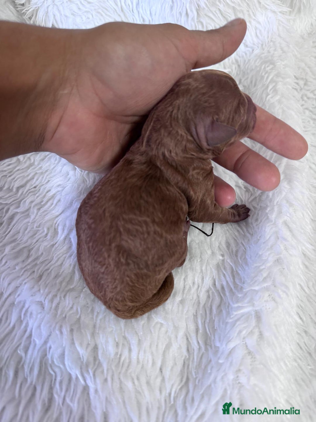 Caniche Toy perros en venta: CANICHE TOY HEMBRA - Imagen 6