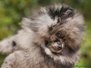 Pomerania perros - Anuncio 23