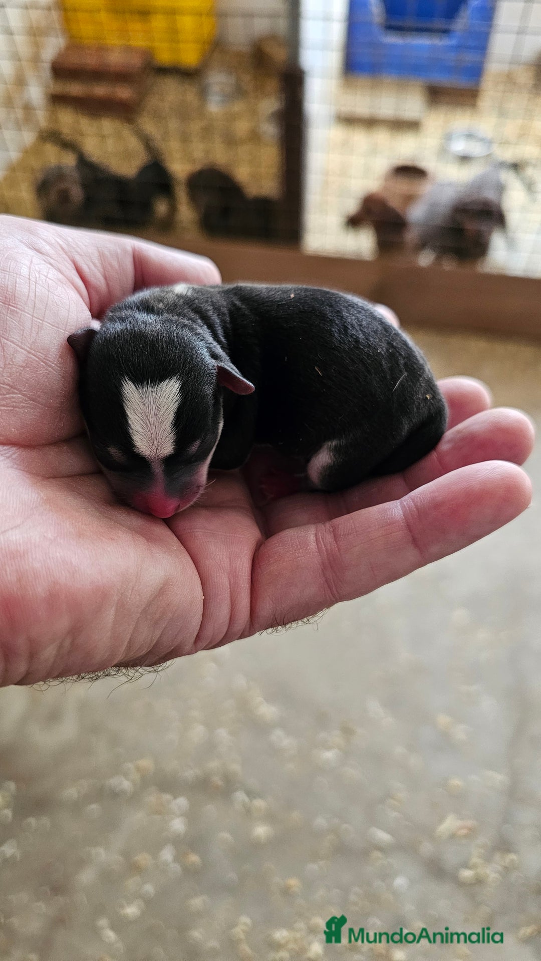 Chihuahua perros en venta: Preciosos chihuahuitos - Imagen 9