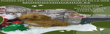 Caniche Toy Cachorro 1