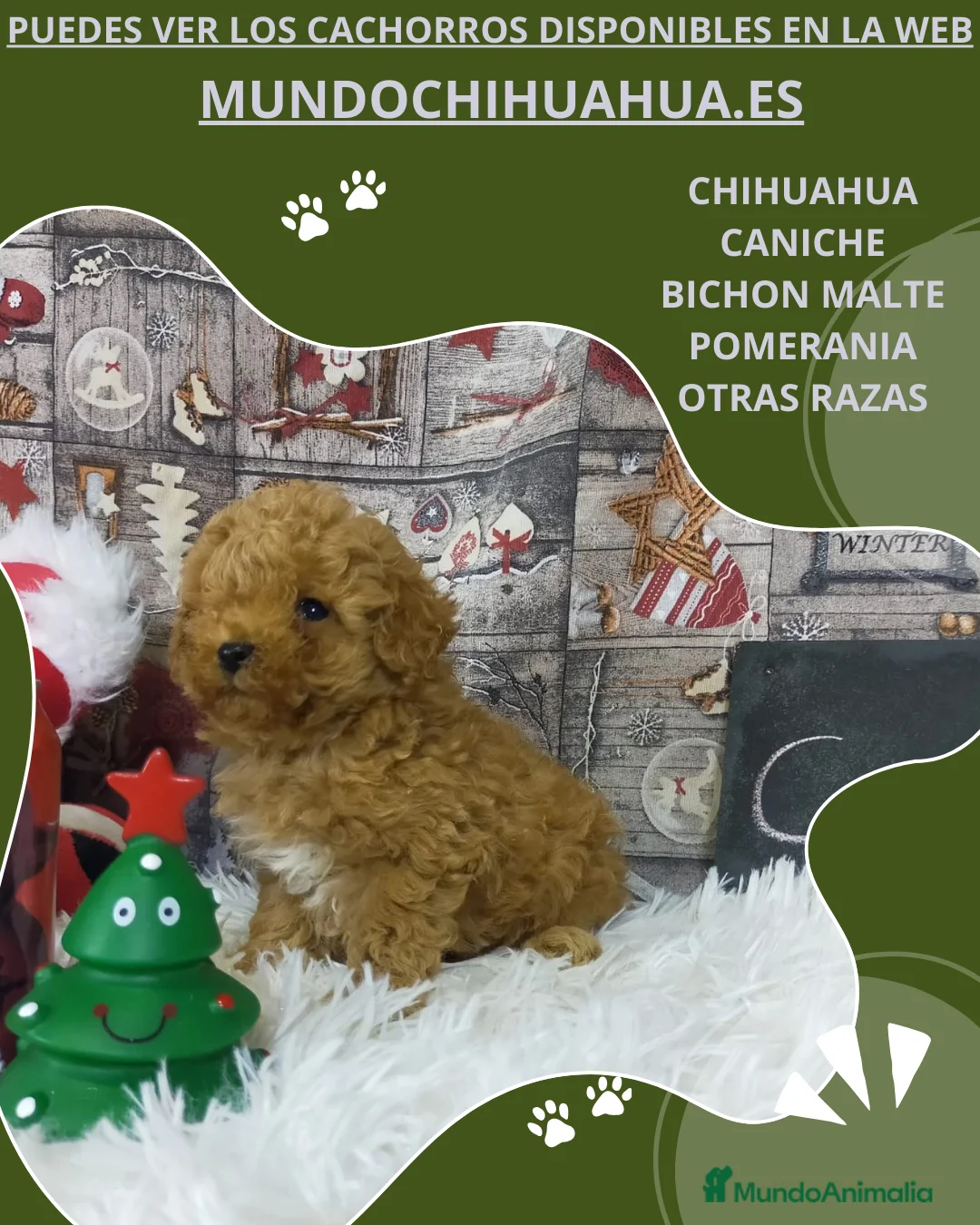 Caniche Toy perros en venta: PRECIOSOS CANICHE  ROJO LINEA TOY  - Anuncio 2