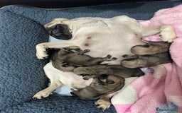 Carlino - Pug perros en venta: ENTREGA EN REYES, CARLINO ♂️♀️ - Anuncio 1