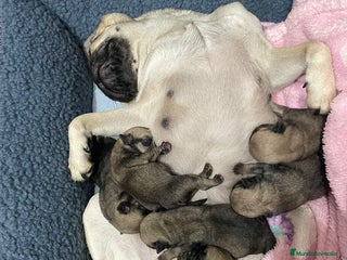 Carlino - Pug perros ENTREGA EN REYES, CARLINO ♂️♀️ - Anuncio 2