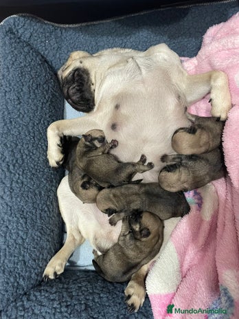 Carlino - Pug perros ENTREGA EN REYES, CARLINO ♂️♀️ - Anuncio 1