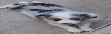 Border Collie 2