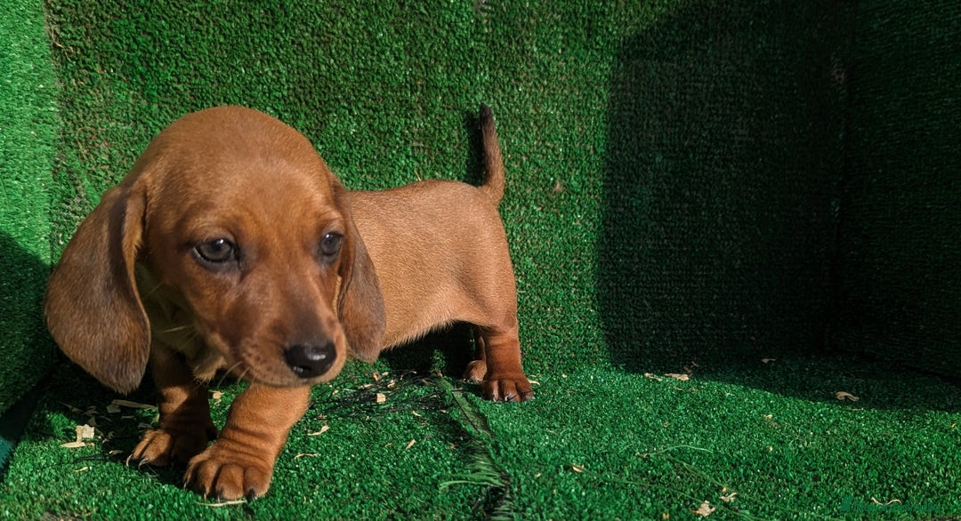 Teckel Miniatura perros en venta: Teckel miniatura - Anuncio 9