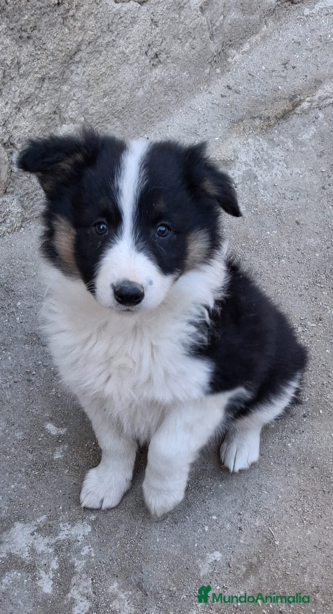 Border Collie perros Boder collie camada 1  - Anuncio 3