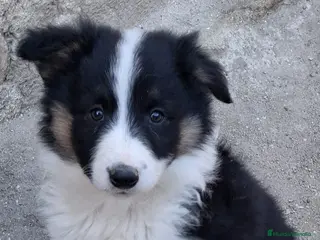 Border Collie perros Boder collie camada 1 - Anuncio 3
