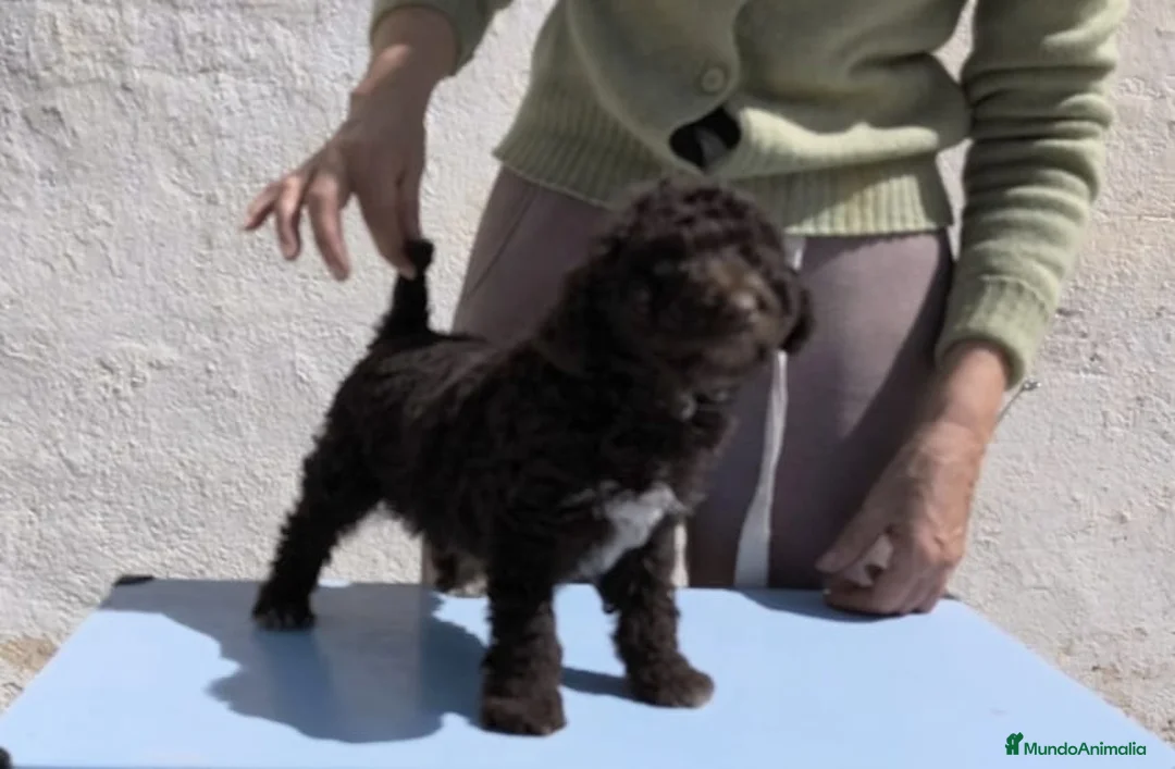 Perro de Agua Español perros en venta: Perra de agua - Anuncio 2