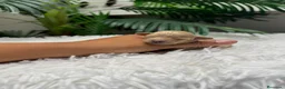 Caniche Toy perros en venta: CANICHE TOY - Anuncio 11