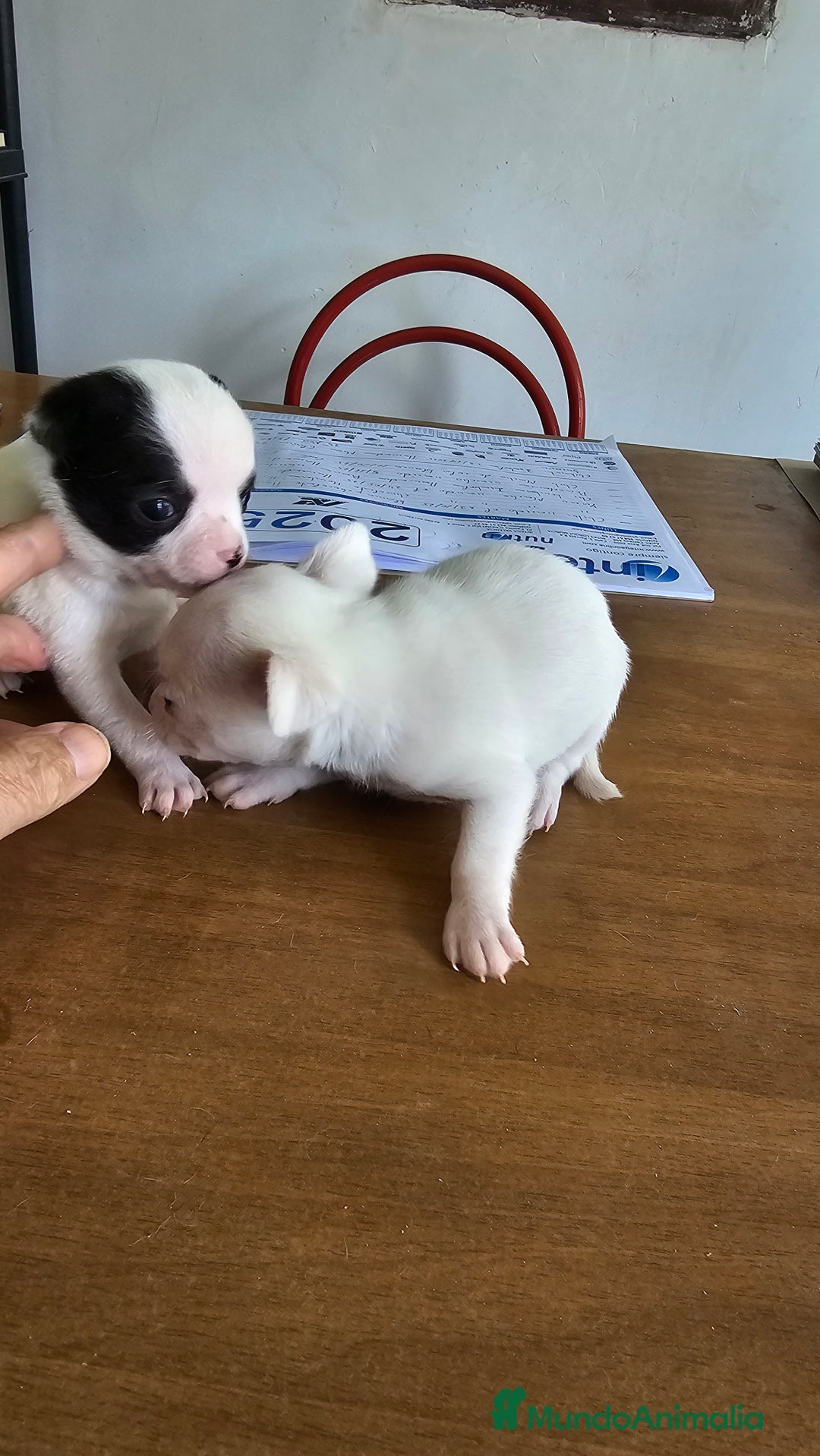Chihuahua perros en venta: Espectaculares chihuahuas  - Anuncio 3