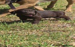 Labrador Retriever perros en venta: Labrador retriever  - Imagen 3
