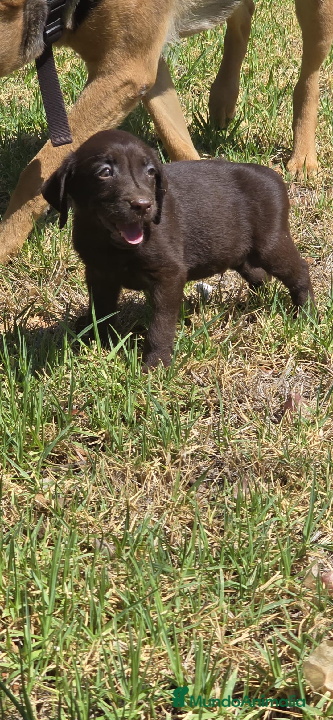 Labrador Retriever perros en venta: Labrador retriever  - Imagen 3