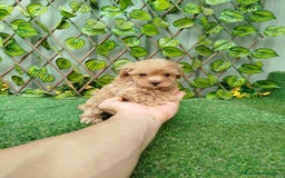 Maltipoo perros en venta: Maltipoo toy  - Imagen 4