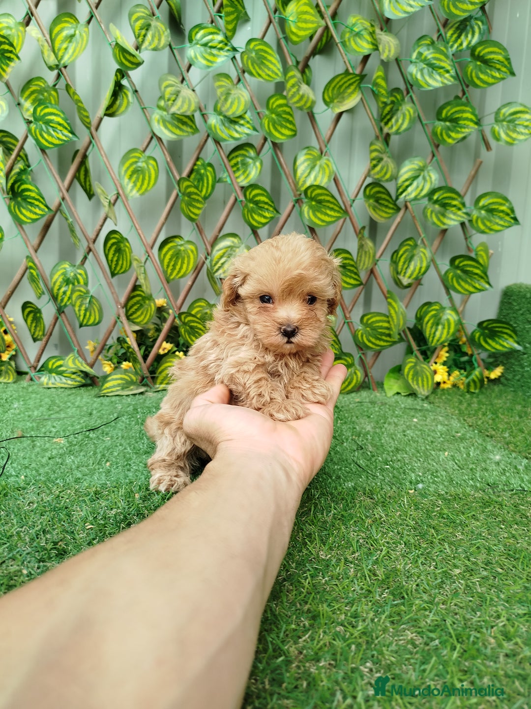 Maltipoo perros en venta: Maltipoo toy  - Imagen 4