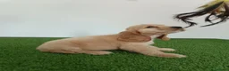 Cocker Spaniel Inglés perros en venta: Cocker spaniel inglés  - Anuncio 8