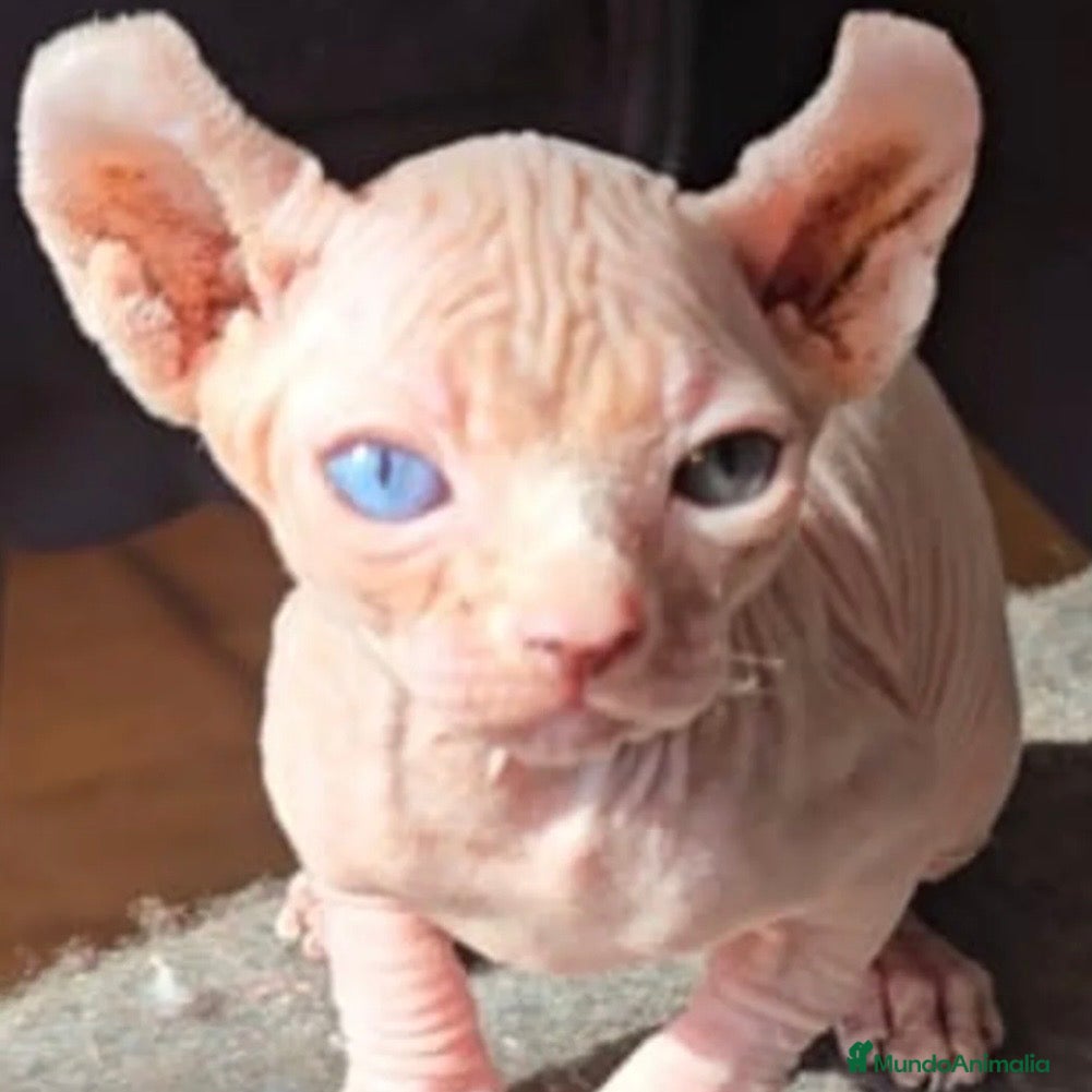 Sphynx gatos Sphynx Ojos Dispares - Anuncio 4