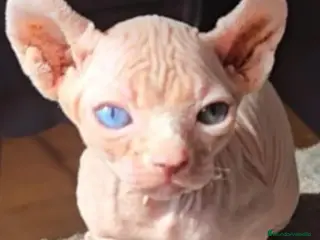 Sphynx gatos Sphynx Ojos Dispares - Anuncio 4
