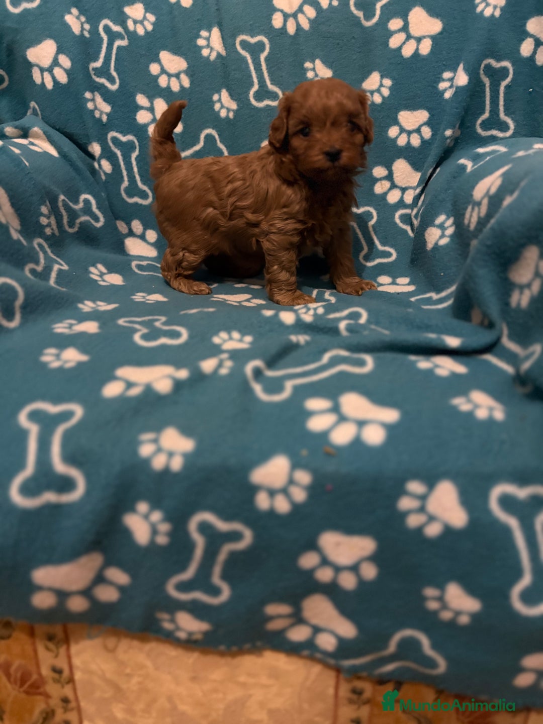 Caniche Toy perros en venta: Caniche rojo - Anuncio 4