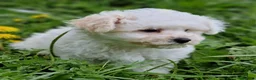 Bichón Frisé perros en venta: Bichon Frise - Anuncio 1